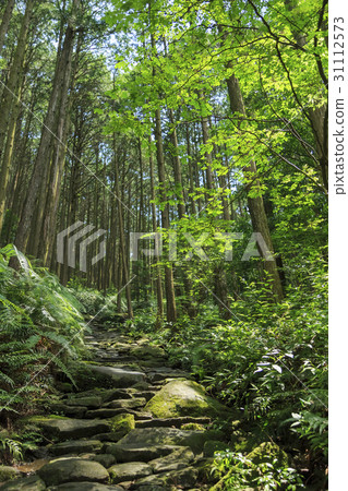 三重縣·Kumano Kodo·伊勢路·Magoshi Pass 三重縣·Kumano Kodo·伊勢路·Magoshi Pass 31112573