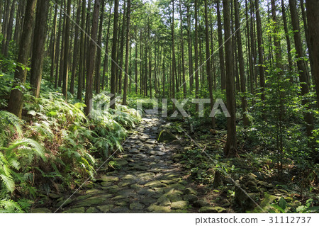 三重縣·Kumano Kodo·伊勢路·Magoshi Pass 31112737