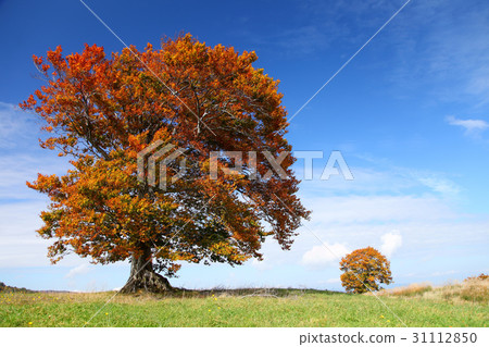秋日牧場牧場 31112850