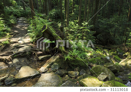 Mie Prefecture · Kumano Kodo · Ise Road · Magoshi Pass 31113018