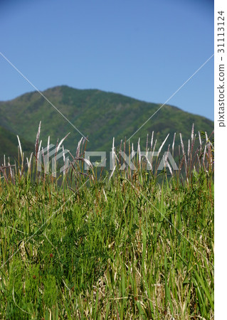 Chigaya, Hakodatezan and Mt. Omine 31113124