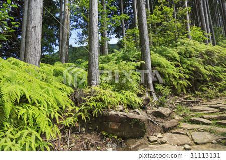 三重縣·Kumano Kodo·伊勢路·Magoshi Pass 三重縣·Kumano Kodo·伊勢路·Magoshi Pass 31113131