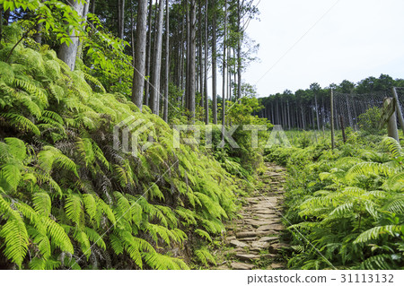 Mie Prefecture · Kumano Kodo · Ise Road · Magoshi Pass 31113132