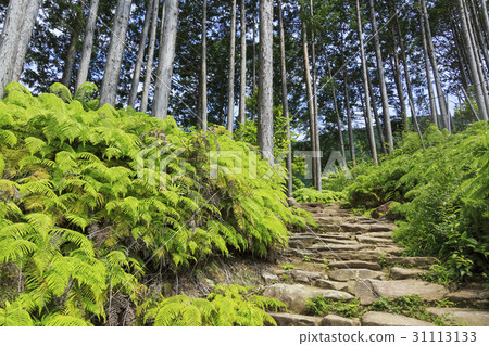 Mie Prefecture · Kumano Kodo · Ise Road · Magoshi Pass 31113133