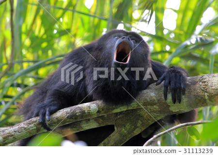 Black howler monkey howling 31113239