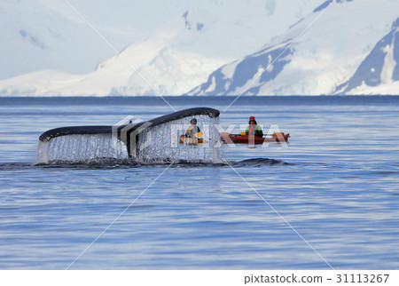 Humpback whale tail with kayak, ship, boat Humpback whale tail with kayak, ship, boat 31113267