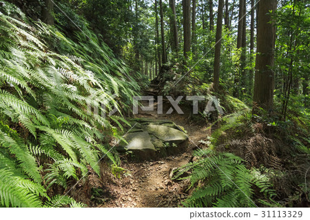 Mie Prefecture · Kumano Kodo · Ise Road · Magoshi Pass 31113329