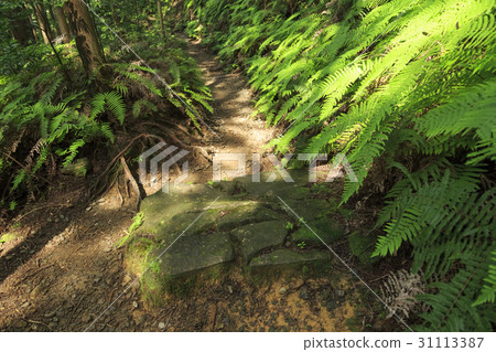 Mie Prefecture · Kumano Kodo · Ise Road · Magoshi Pass Mie Prefecture · Kumano Kodo · Ise Road · Magoshi Pass 31113387