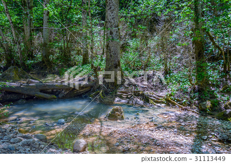 The fallen tree The fallen tree 31113449