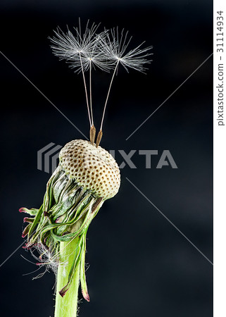 Dandelion with some feather 31114934