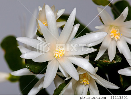 White flower Schlumberger White flower Schlumberger 31115201