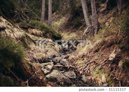 mountain stream in spring mountain stream in spring 31115337