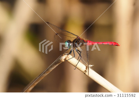 Maikoakane (male) 31115592