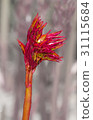 Red leflets of flower peony 31115684