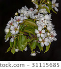 White flower Pear 31115685
