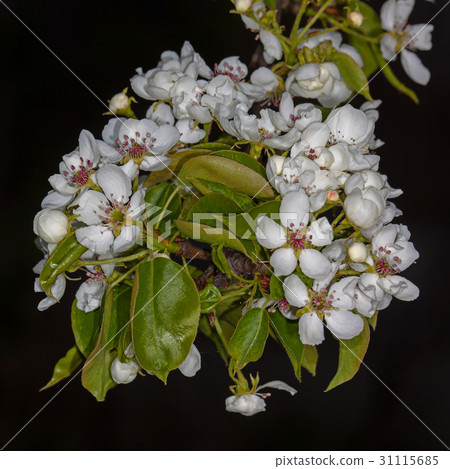 White flower Pear White flower Pear 31115685