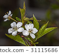 White flower Cherry 31115686