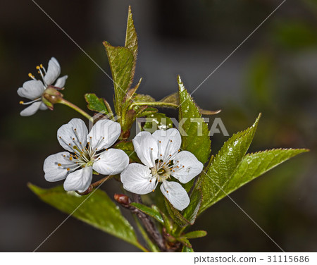 White flower Cherry White flower Cherry 31115686