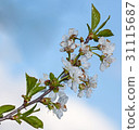 White flower Cherry 31115687