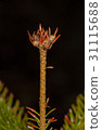 Red top of fir 31115688