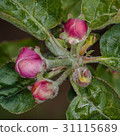 Apple bud Apple-tree Malus 31115689