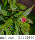 Yellow flower peony 31115690