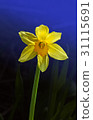 Yellow Narcissus flower 31115691