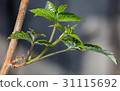 Young leaves on the branches of currant 31115692