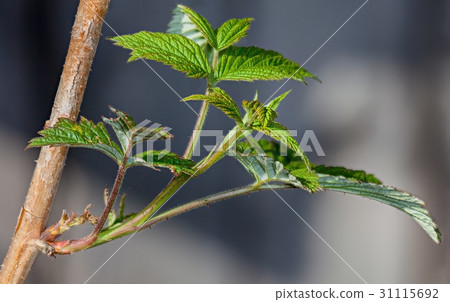 Young leaves on the branches of currant Young leaves on the branches of currant 31115692