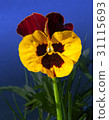 Viola flowers 31115693