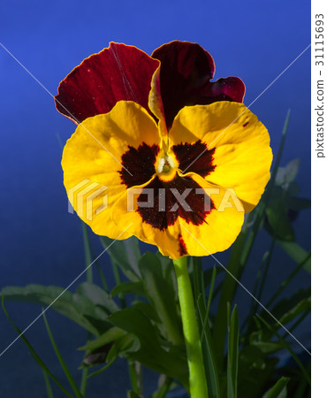 Viola flowers 31115693
