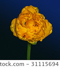 Yellow flower trollius 31115694