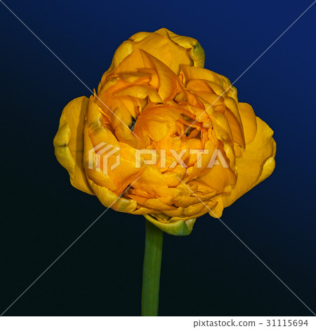 Yellow flower trollius Yellow flower trollius 31115694