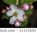 Apple bud Apple-tree Malus 31115695
