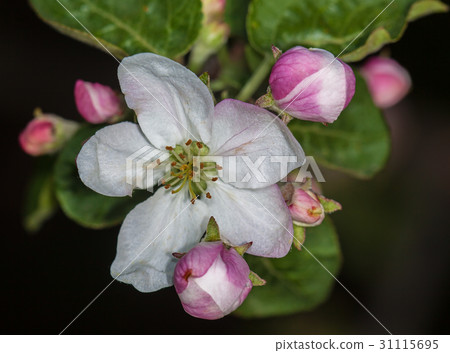 Apple bud Apple-tree Malus 31115695
