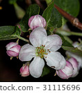 Apple bud Apple-tree Malus 31115696