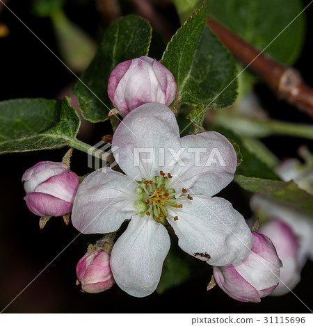 Apple bud Apple-tree Malus Apple bud Apple-tree Malus 31115696