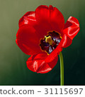 Flower tulip in spring 31115697