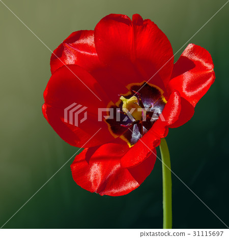 Flower tulip in spring Flower tulip in spring 31115697