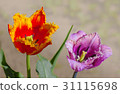 Flower tulip terry in spring 31115698
