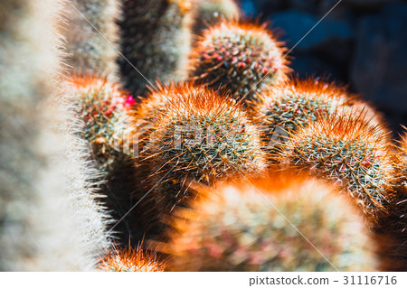 Beautiful cactus in the garden, close up Beautiful cactus in the garden, close up 31116716
