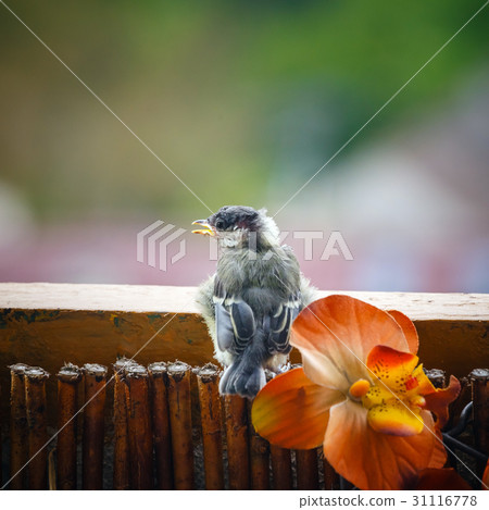 young titmouse is preparing for the first flight 31116778