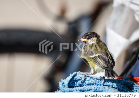 young titmouse is preparing for the first flight 31116779