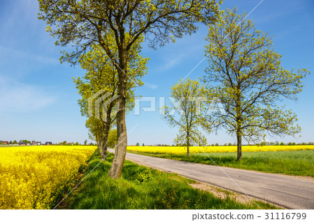 Yellow oilseed rape field under the blue sky Yellow oilseed rape field under the blue sky 31116799