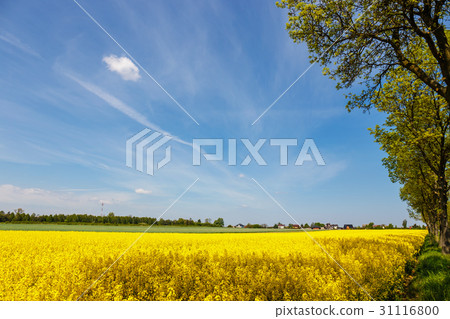 Yellow oilseed rape field under the blue sky Yellow oilseed rape field under the blue sky 31116800