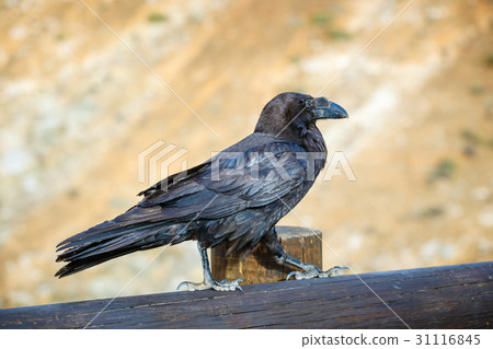 Common Raven sitting on a wooden beam, close up 31116845