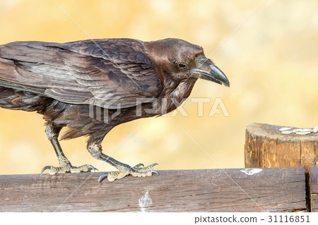 Common Raven sitting on a wooden beam, close up 31116851