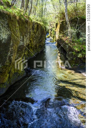 Tarumae Gallo 31116890