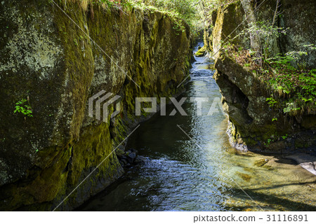 Tarumae Gallo 31116891