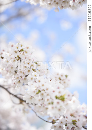 吉野櫻花樹 31116892